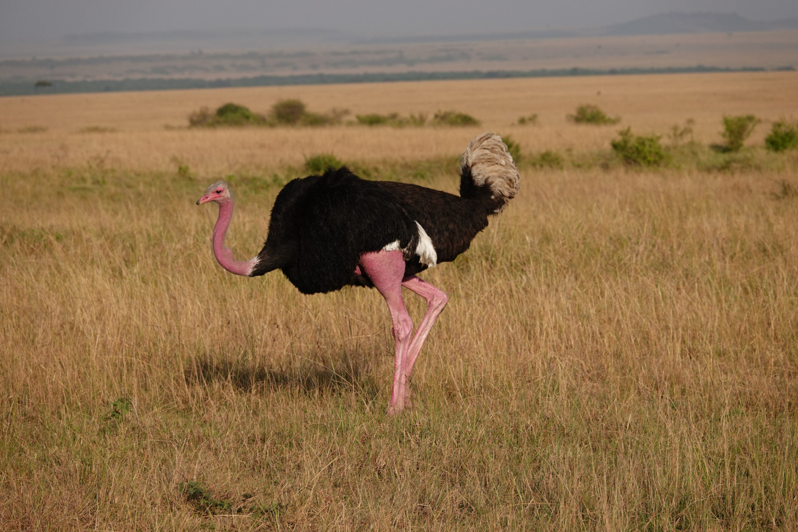 image Common Ostrich